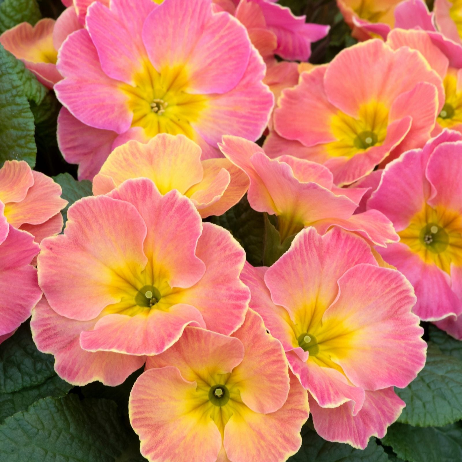 Richard Jackson Primrose Chameleon 5 x 6cm Pots QVC UK