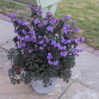 YouGarden Hardy Geranium Storm Cloud 9cm pots x3