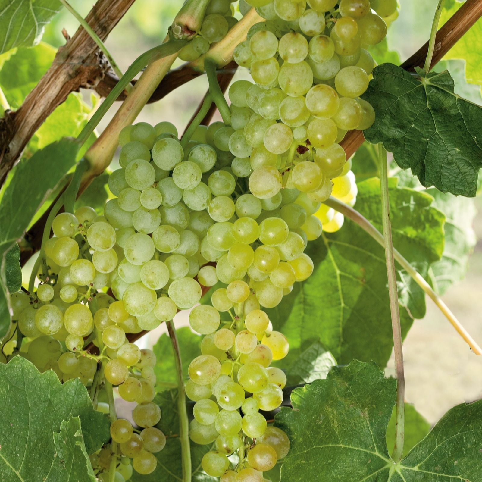 Plants2Gardens Vitis Lakemont 3ltr