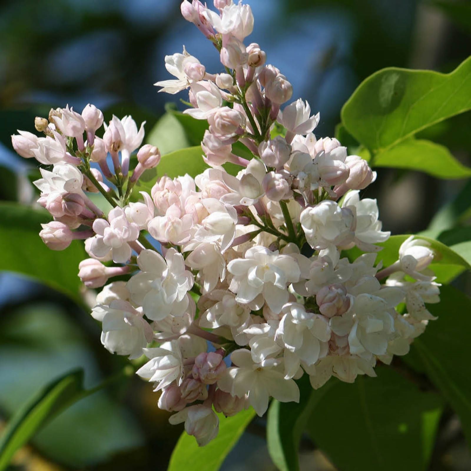 YouGarden Syringa Vulgaris 'Beauty of Moscow' in a 3L Pot