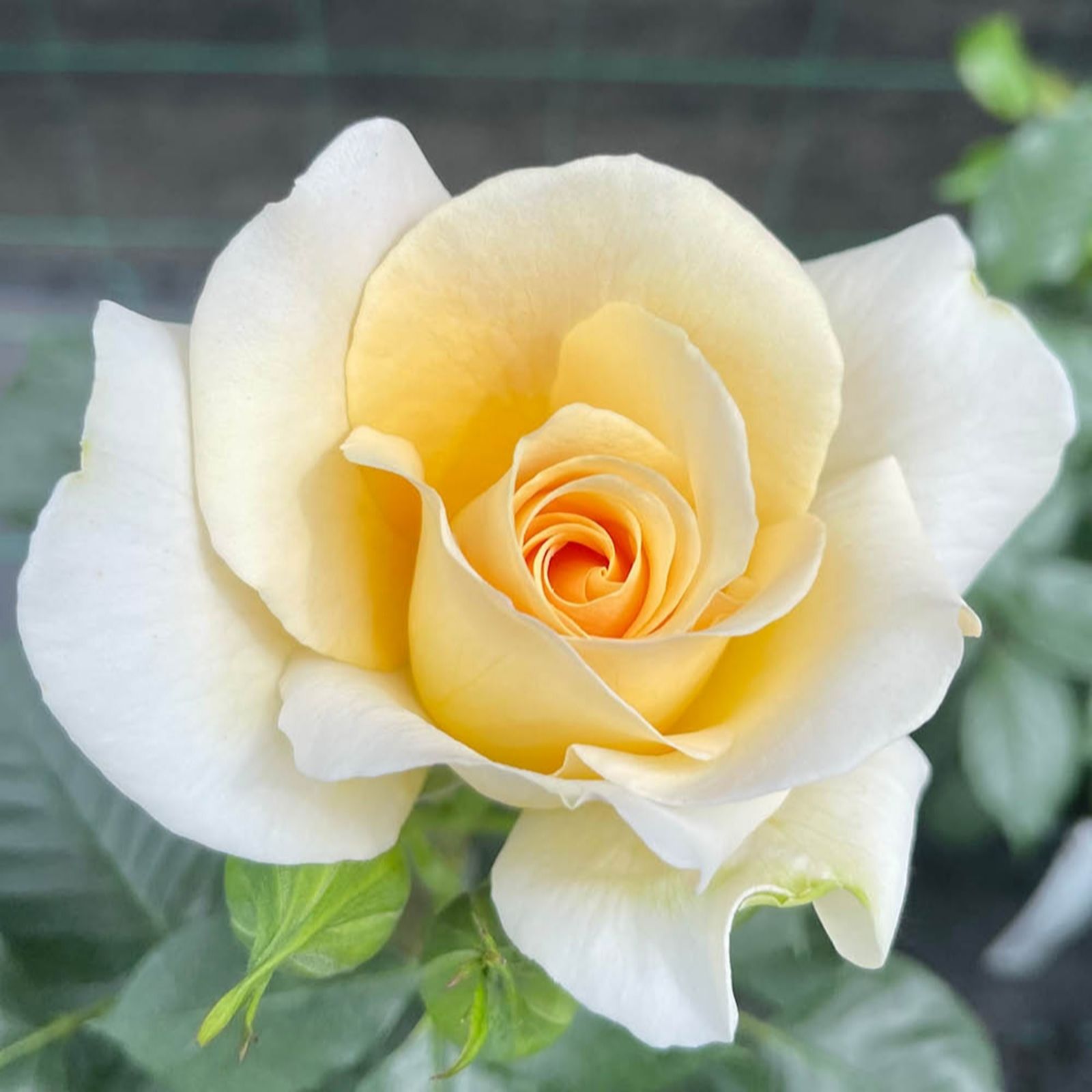 Harkness Roses Rose At Peace in a 4L Pot