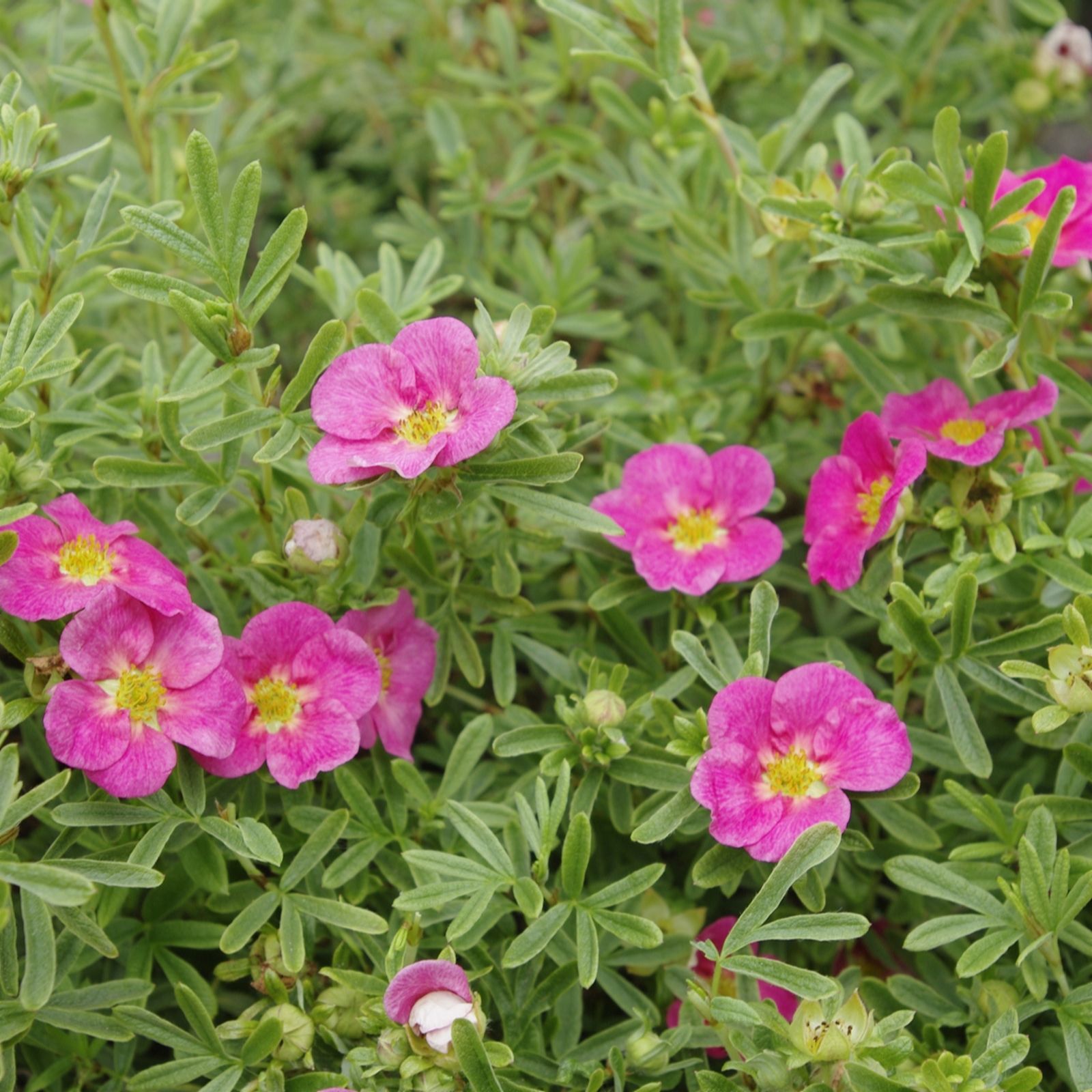 Plants2Gardens Potentilla Bella Rosa 4.5ltr