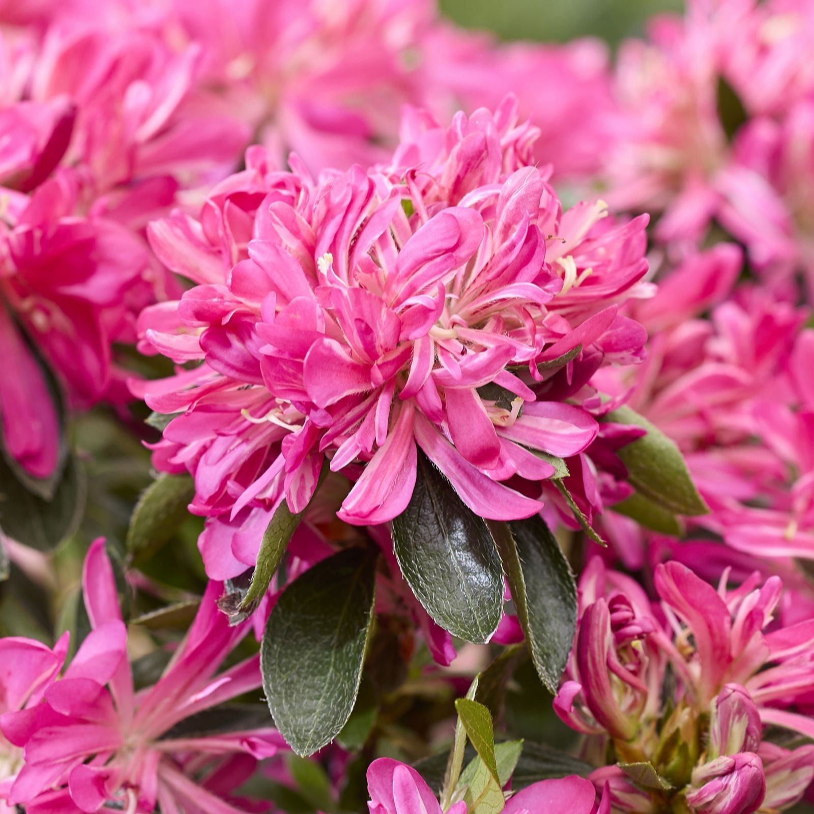 Thompson & Morgan Rhododendron Pink Star 17cm Pot x 1