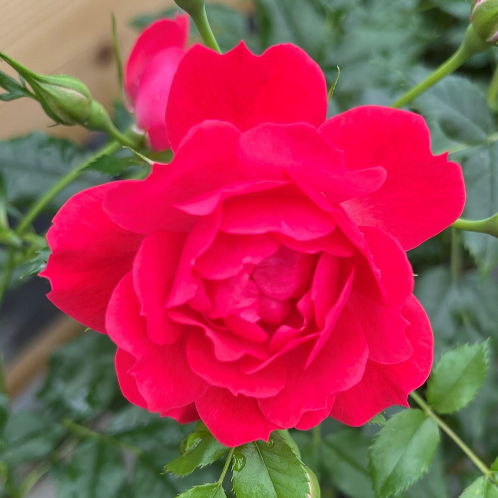 YouGarden Rose 'Raspberry Royale' bare root