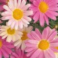 Richard Jackson Argyranthemum Lemon & Pink Power Plants 5x 5.5cm