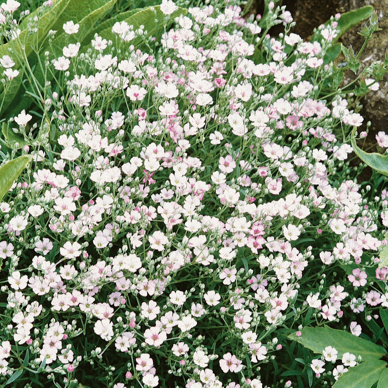 Plants 2 Gardens Gypsophila Collection 6 x 6cm