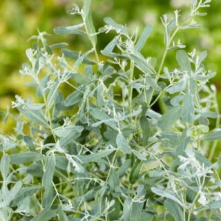 Plants2Gardens Eucalyptus French Blue 3L
