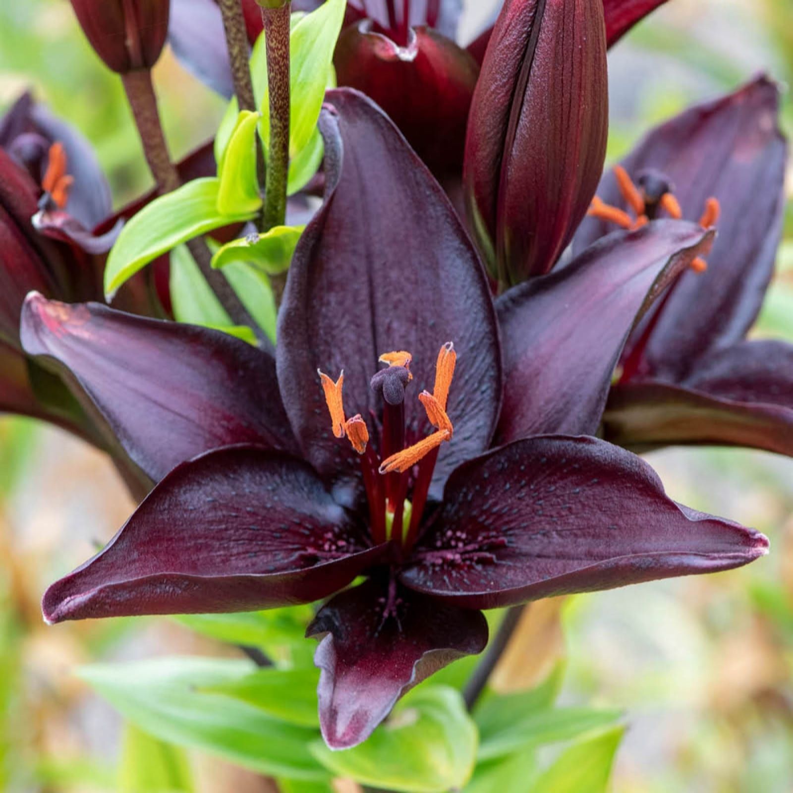 YouGarden Lily 'Secret Kiss' Bulbs x 20