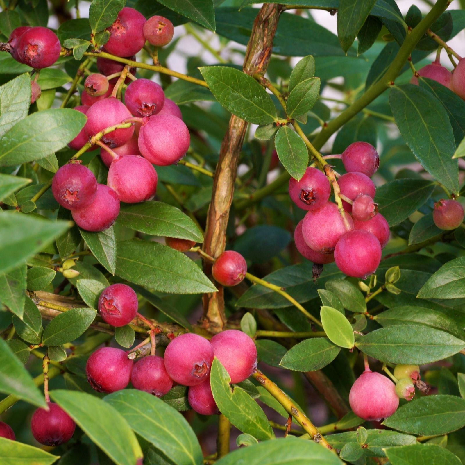 Suttons Blueberry Pink Lemonade 9cm Pot x 2