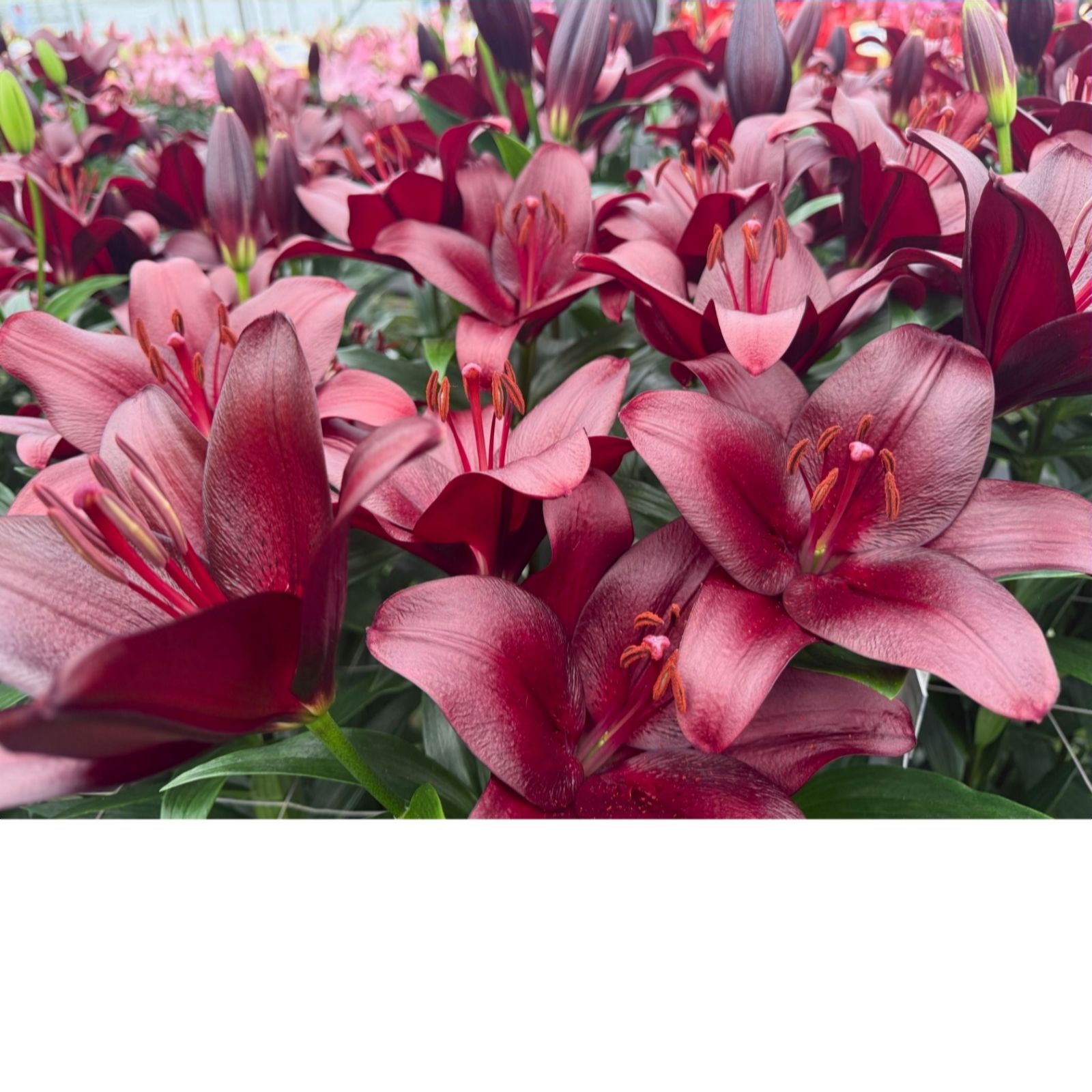 Thompson & Morgan Lily Malbec x 6 Bulbs