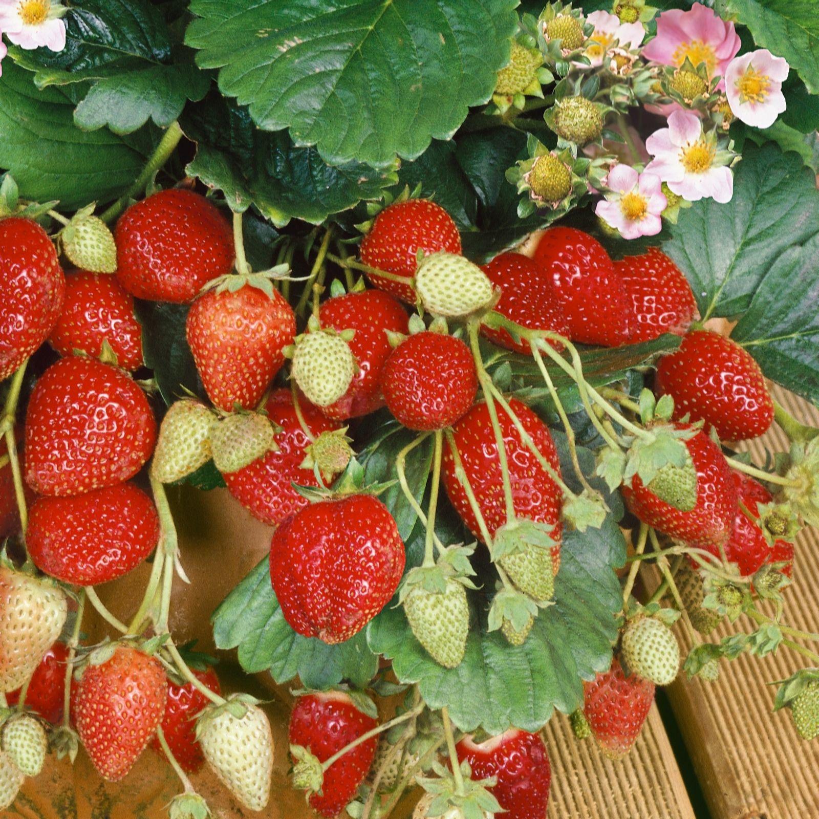 Plants2Gardens Colour Strawberry Collection 3x 13cm