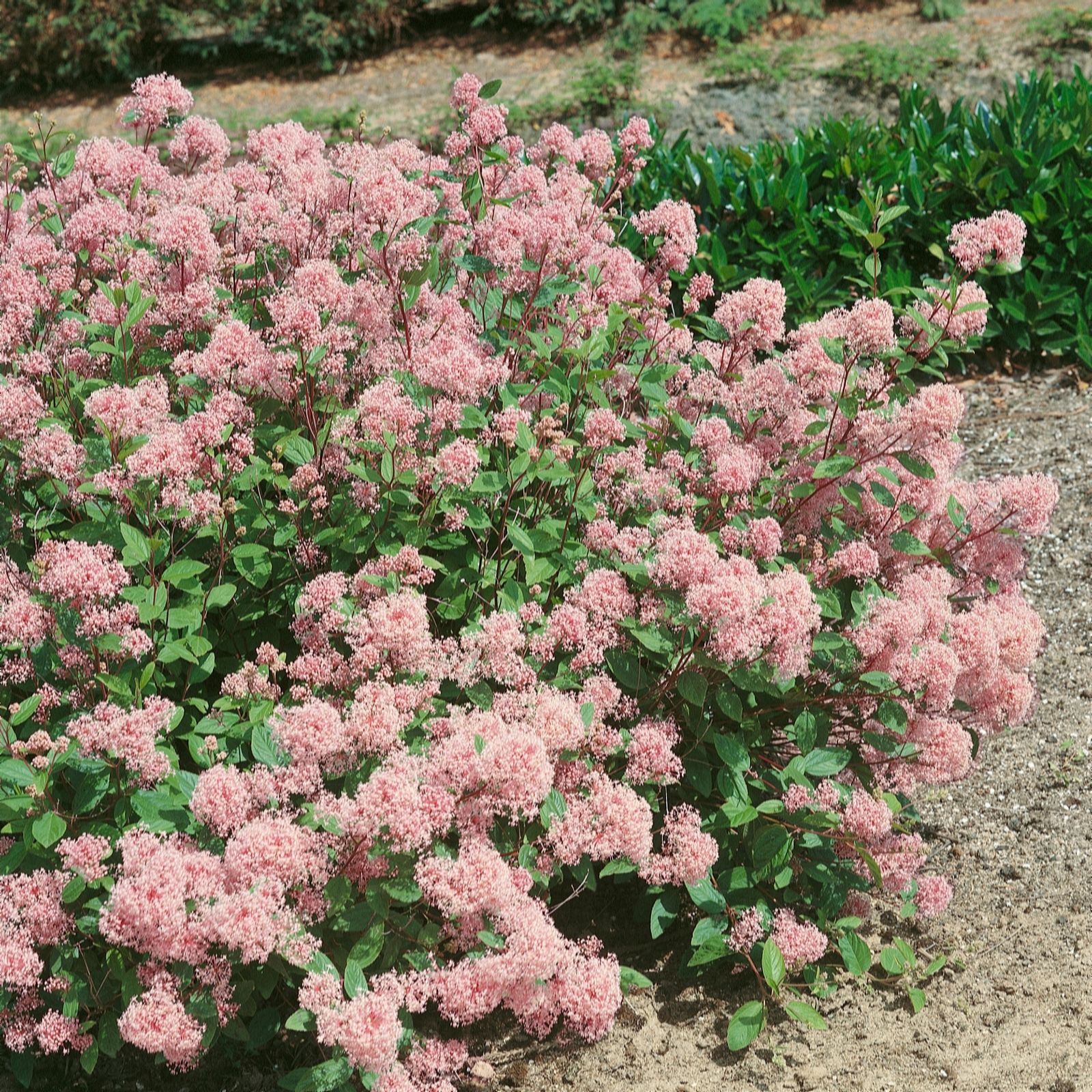 Plants 2 Gardens Ceaonthus Marie Simon 3 litre Potted Plant