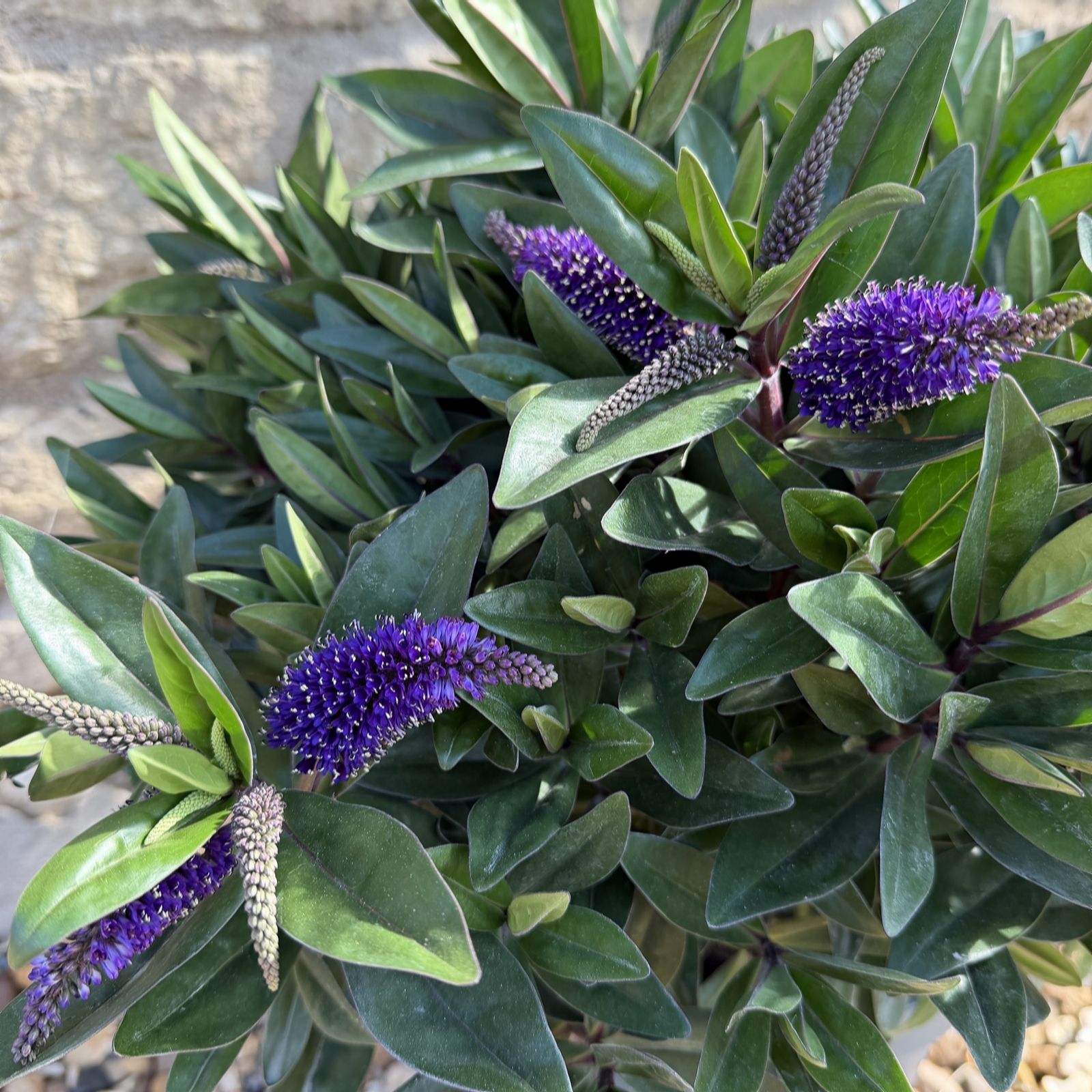 Plants 2 Gardens Clematis Welcome Home 2litre Potted Plant