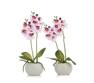 Home Reflections Set of 2 Real Touch Orchids In a Ceramic Pot