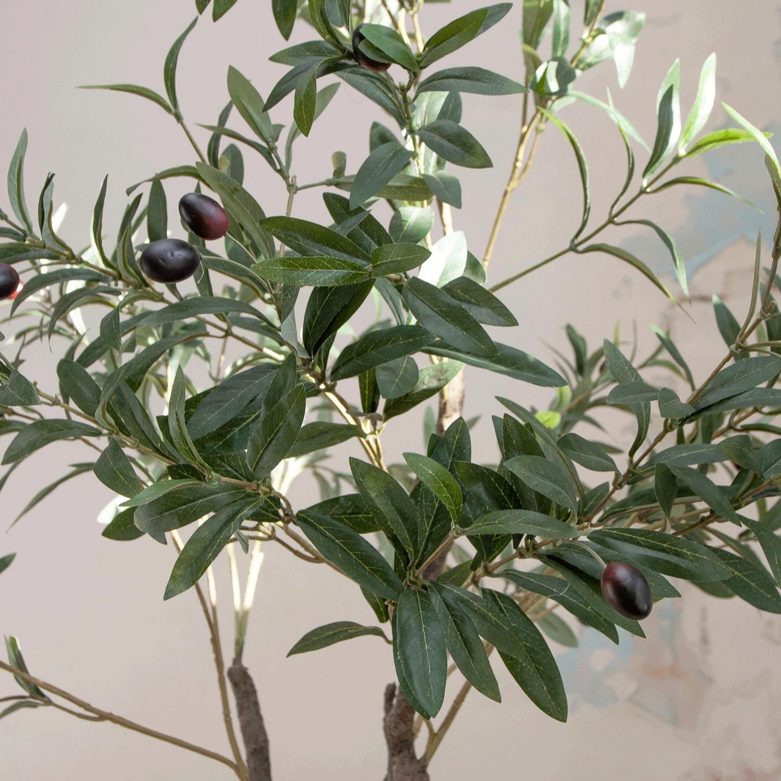 Outlet Peony 120cm Potted Olive Tree in a Square Basket QVC UK