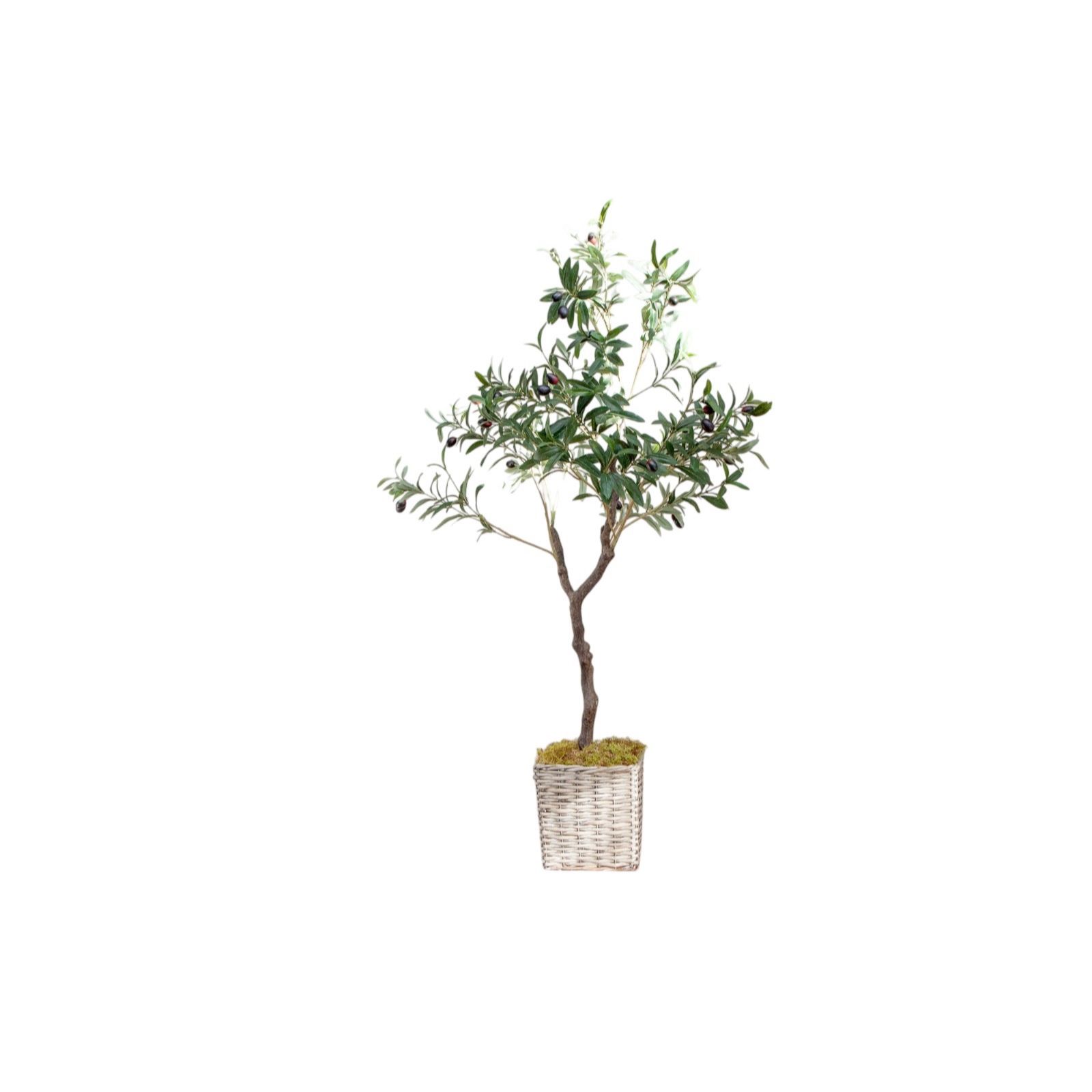 Outlet Peony 120cm Potted Olive Tree in a Square Basket QVC UK