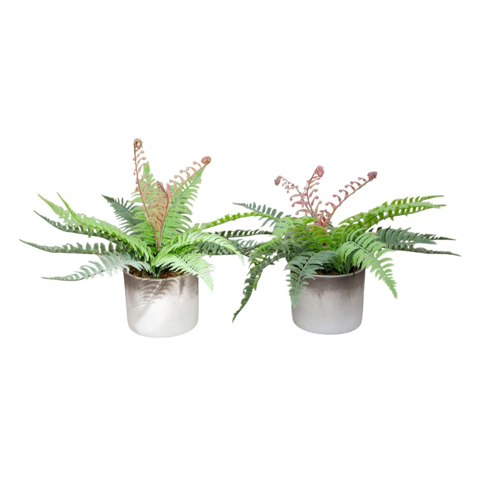 Peony Set of 2 Fern Plants in a TwoTone Cement Pots QVC UK