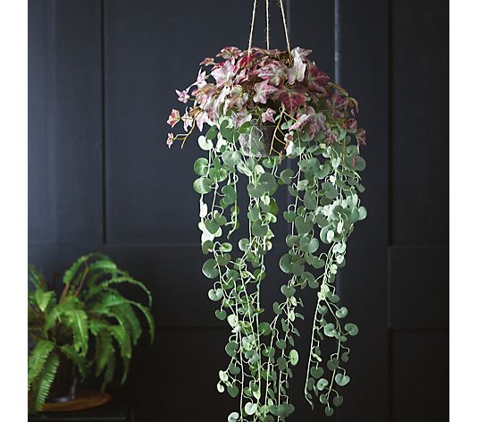 Bloom Faux Flowers Hanging Basket with 3 Plants