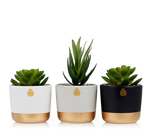 BundleBerry by Amanda Holden Set of 3 Ceramic Pots with Faux Plant in Gift Box