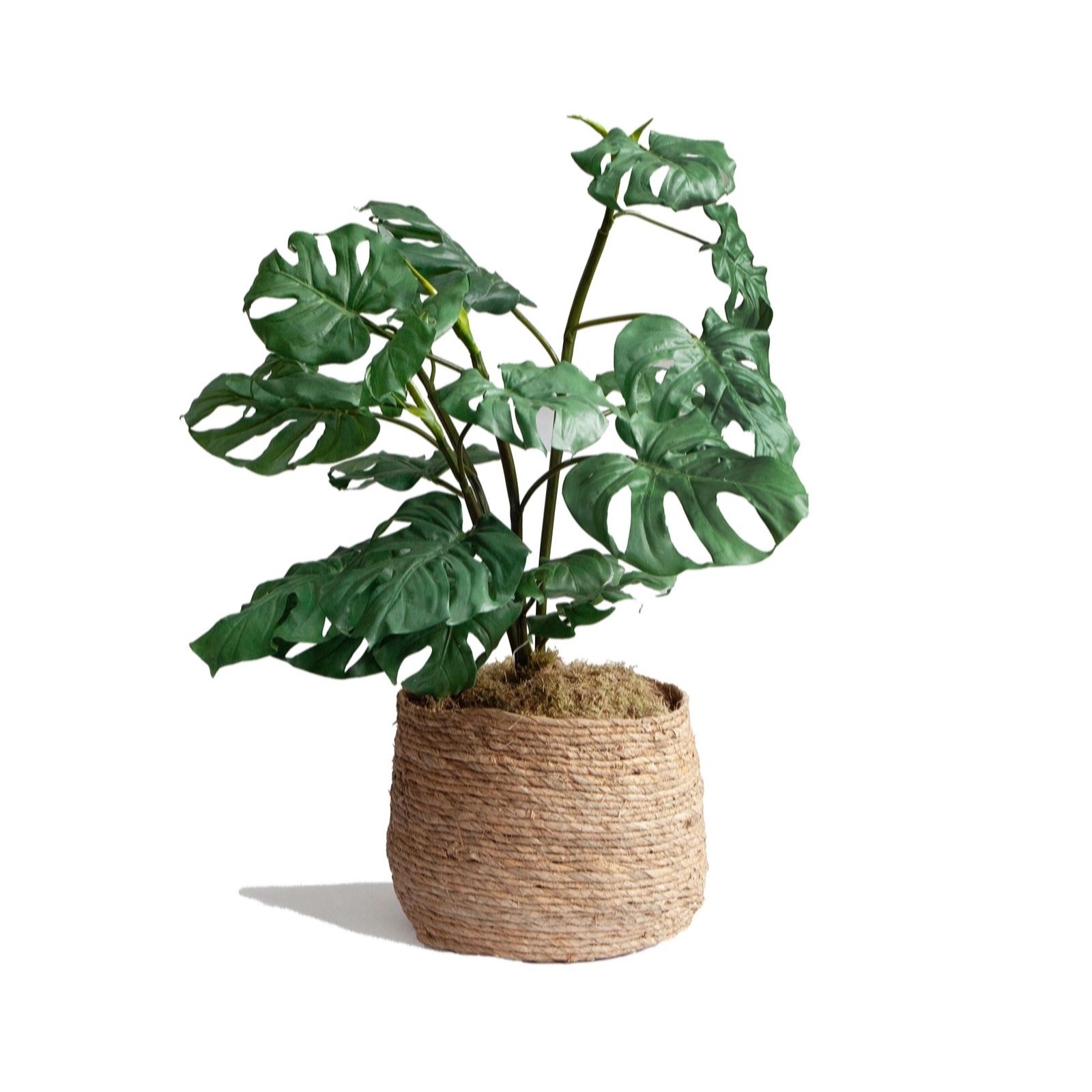 Outlet Peony 92cm Tropical Leaf Plant in a Woven Basket