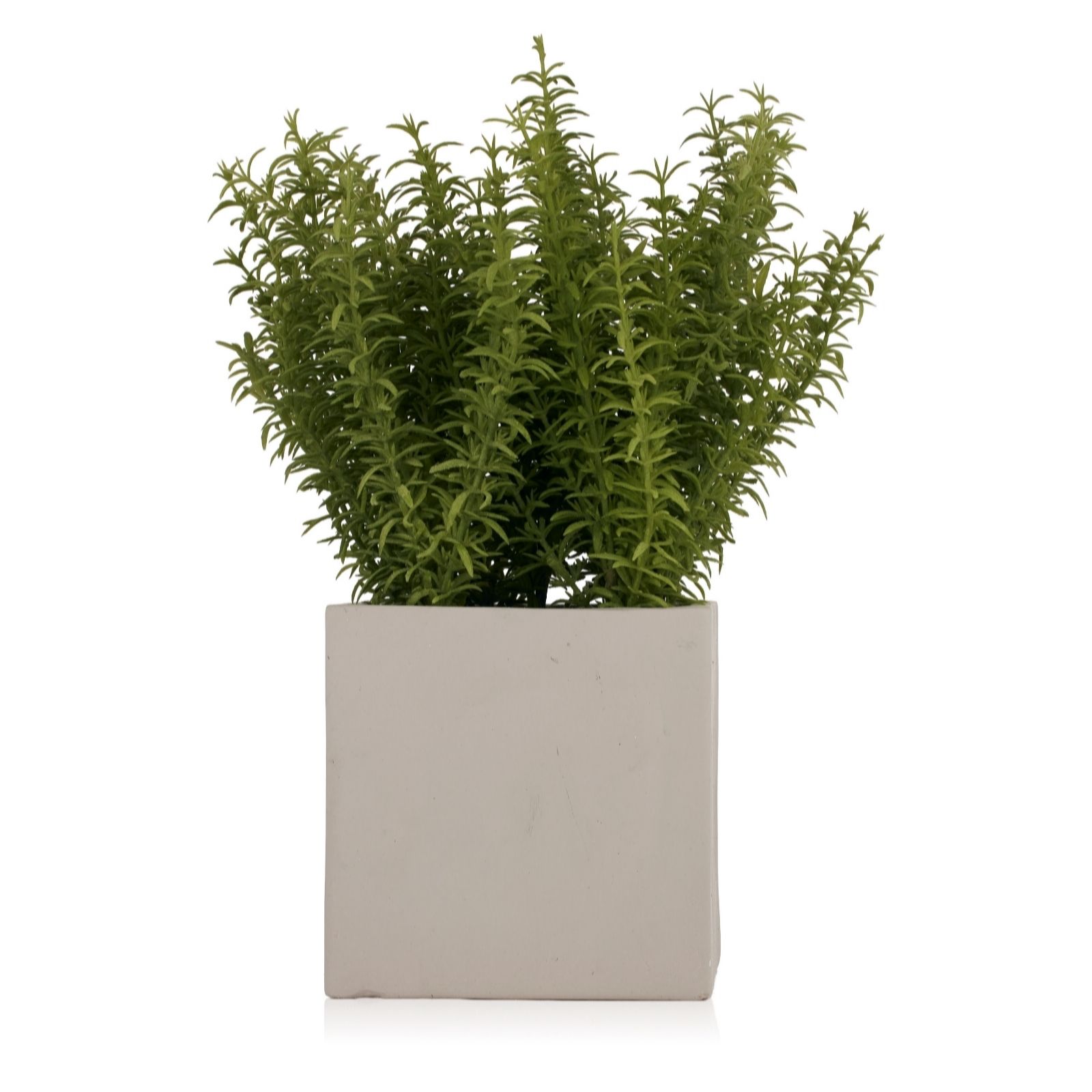 Outlet K by Kelly Hoppen Potted Greenery