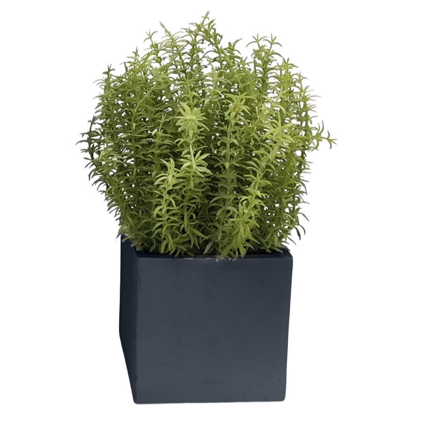 Outlet K by Kelly Hoppen Potted Greenery