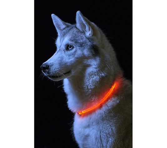 Auraglow Set of 3 Flashing LED Dog Collars