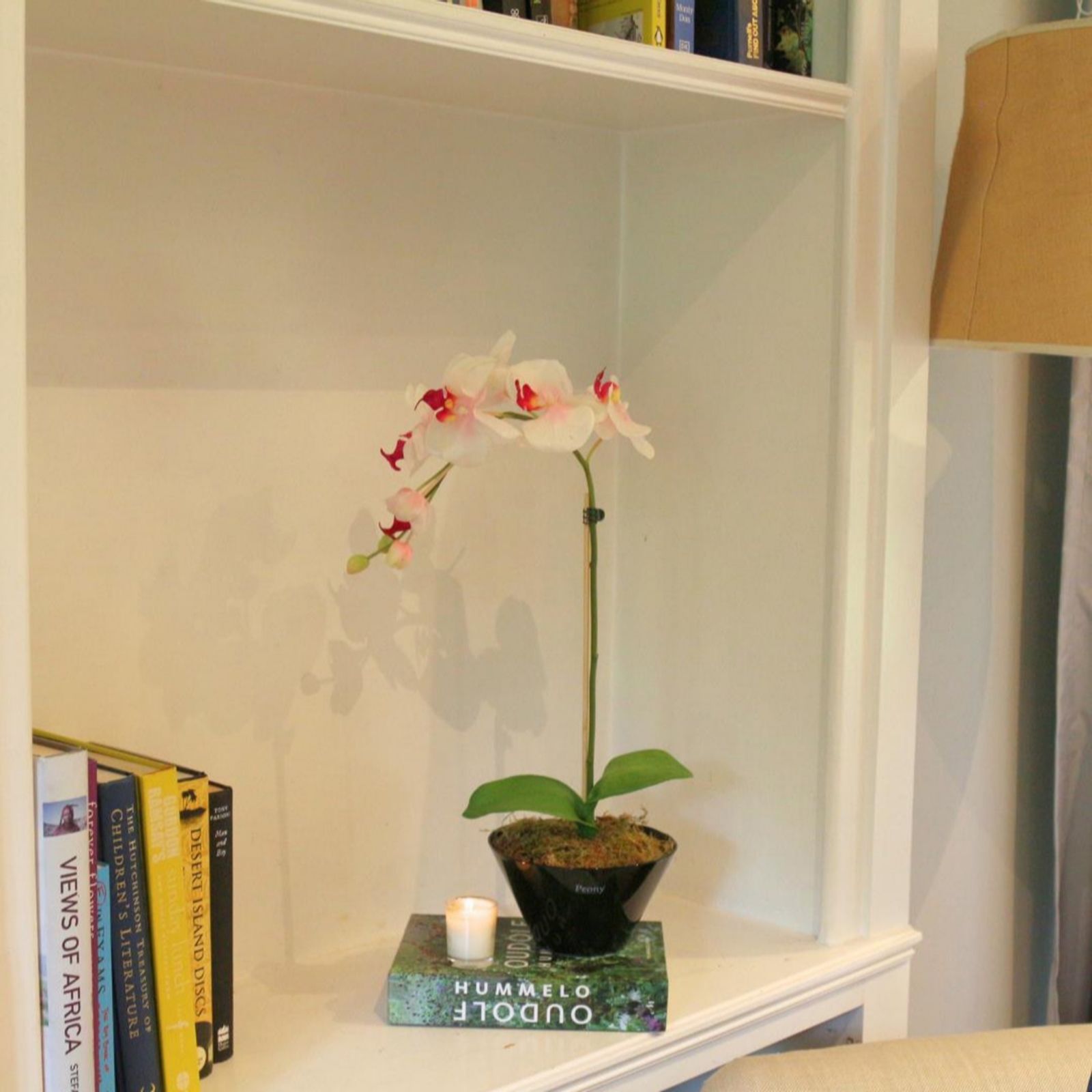 Outlet Peony Phalaenopsis Orchid In Bowl Orchid Fragrance